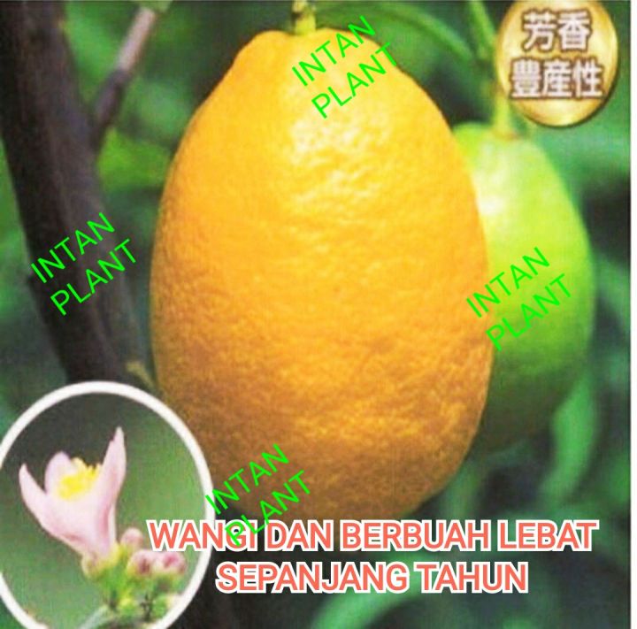 POKOK LEMON EUREKA BESAR, WANGI DAN BANYAK JUS (SESUAI UTK TANAM DI ...