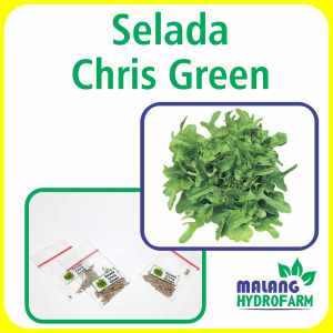 Benih Selada Chris Green Unggulan Berkualitas biji bibit repack lettuce kristine oakleaf oak hijau sayur sayuran tanaman pot hydroponik hidroponik