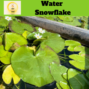 Tumbuhan Terapung Air Snowflake/Floating Plant Water Snowflake /Aquatic Plant/ Liveplant