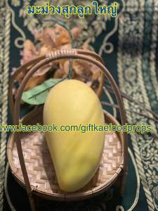 โมเดลลมะม่วง มะม่วงสุก(ลูกใหญ่) ความยาว 25 ซม. กว้าง 11.5 ซม. วัสดุผลิตจากโฟม