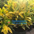 caykiengsadec - Cây vàng bạc (cây lá màu)+tặng phân bón cho cây mau lớn - hoa kiểng lá - trang trí nội thất cảnh quan sân vườn ngoài trời. 