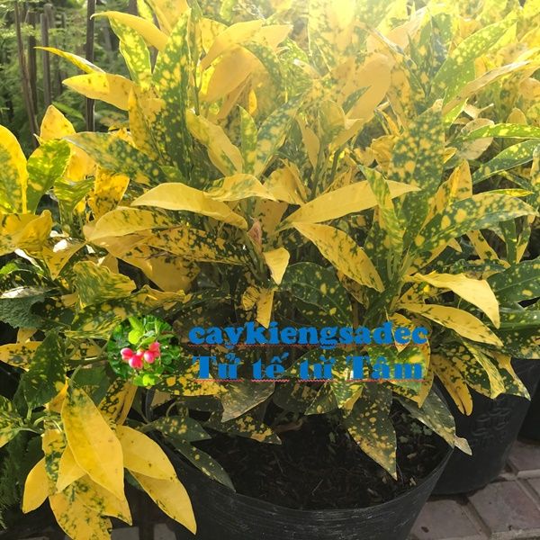 caykiengsadec%20-%20C%C3%A2y%20v%C3%A0ng%20b%E1%BA%A1c%20(c%C3%A2y%20l%C3%A1%20m%C3%A0u)+t%E1%BA%B7ng%20ph%C3%A2n%20b%C3%B3n%20cho%20c%C3%A2y%20mau%20l%E1%BB%9Bn%20-%20hoa%20ki%E1%BB%83ng%20l%C3%A1%20-%20trang%20tr%C3%AD%20n%E1%BB%99i%20th%E1%BA%A5t%20c%E1%BA%A3nh%20quan%20s%C3%A2n%20v%C6%B0%E1%BB%9Dn%20ngo%C3%A0i%20tr%E1%BB%9Di%20-%20Image%206