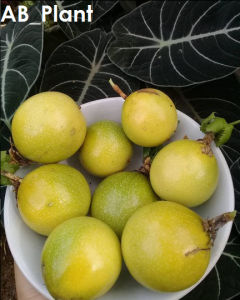 Bibit markisa madu manis jumbo siap buah