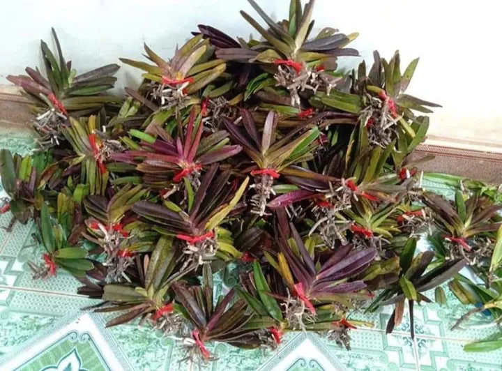 Hoa%20lan%20qu%E1%BA%BF%20t%C3%ADm%20v%E1%BA%BB%20%C4%91%E1%BA%B9p%20c%E1%BB%A7a%20n%C3%BAi%20r%E1%BB%ABng%20-%20Image%203