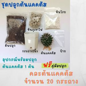 อุปกรณ์ปลูกแคคตัส พร้อมต้นแคคตัส มีวัสดุปลูกครบพร้อมคู่มือ เหมาะสำหรับมือใหม่หัดปลูก