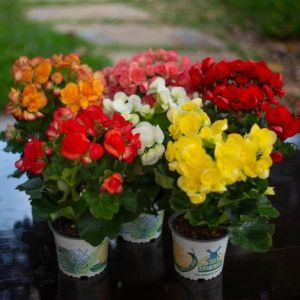 Treeno.9 T111 บิโกเนีย หลากหลายสี (Begonia) กระถาง 5 นิ้ว สูง 25-30 cm. ไม้ประดับ ดอกไม้สวยงาม ไม้มงคล พุ่มใหญ่ (ต้นไม้)