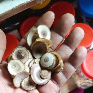 1gr 鹿茸 Beludru Darah Lu Rong Tanduk Rusa Untuk Pria Dan Wanita