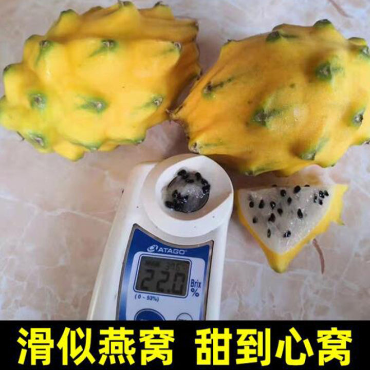 Hainan's fresh bird's nest fruit Kirin fruit is now picked by SF ...