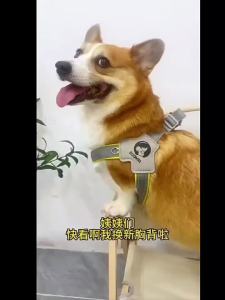 2026 Hot Sale [ Shipped from China ] Dog leash saddle-styleharness breathable and reflective dog harness pet leash dog rope B3