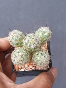 ต้นกระบองเพชร นิ้วเลมอน #ฟร์อมกอ Mammillaria elongata lemon แคคตัส กระบองเพชร #cactus #succulent