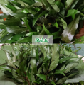 Hygrophila stricta aquatic plant for aquascaping. 