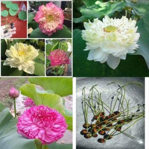 Hạt sen bách diệp mix 7 màu 100 cánh hoa nảy mầm 100%