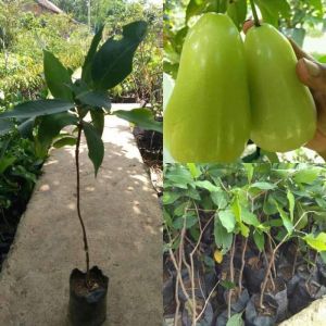 Bibit Tanaman Buah Jambu Air Super Green