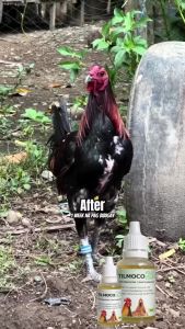 [TOP SALE] Tilmoco25 35ml: Anti-bacterial for Coryza Fowl Cholera Coccidiosis Sipon
