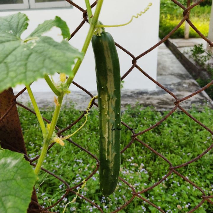 Biji Benih Timun Jepun Japanese Cucumber Seeds Vegetable Seed Vege 12 ...