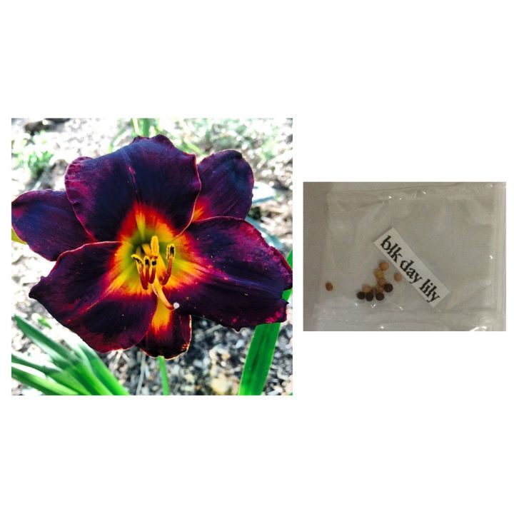 black daylily flower seeds lily 12seeds | Lazada PH