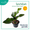 โชคเก้าชั้นใบดำ  กระถาง 8 นิ้ว ไม้มงคล ไม้ฟอกอากาศ. 