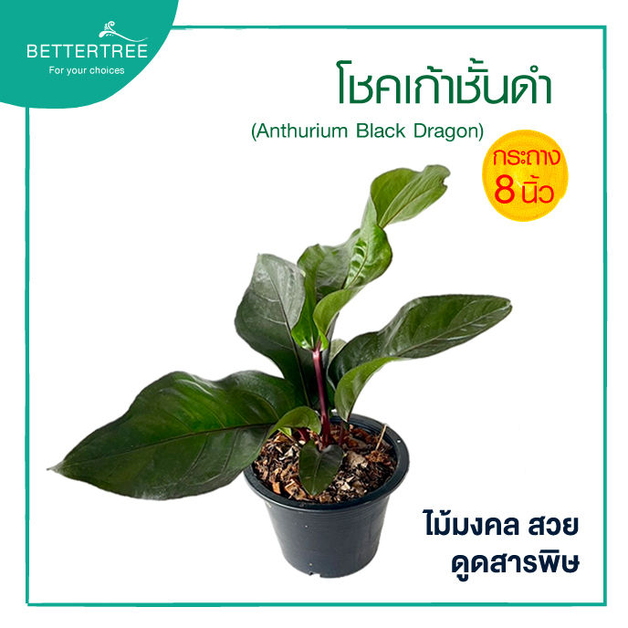 โชคเก้าชั้นใบดำ  กระถาง 8 นิ้ว ไม้มงคล ไม้ฟอกอากาศ
