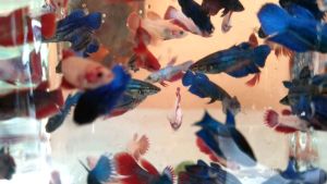 Sale Betta Mix Junior 10pcs
