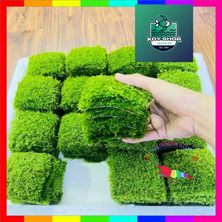 Rêu Mini Taiwan hàng đẹp, rêu xanh, dày | 1 Vỉ (10x10) cây thật thuần ...