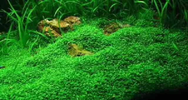 H%E1%BA%A1t%20gi%E1%BB%91ng%20thu%E1%BB%B7%20sinh%20-%20c%C3%A2y%20tr%C3%A2n%20ch%C3%A2u%20ng%E1%BB%8Dc%20trai%20-%20Image%201