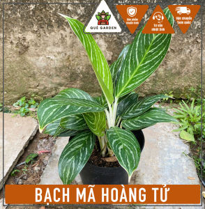 Cây Bạch Mã Hoàng Tử - Tổng thể tầm 40-50 cm - Kiểng lá trang trí sang trọng!
