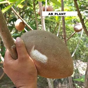 Bibit Sawo Jumbo Amerika Asli Cepat Berbuah