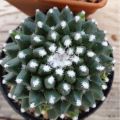 Kaktus mammillaria erusamu import. 