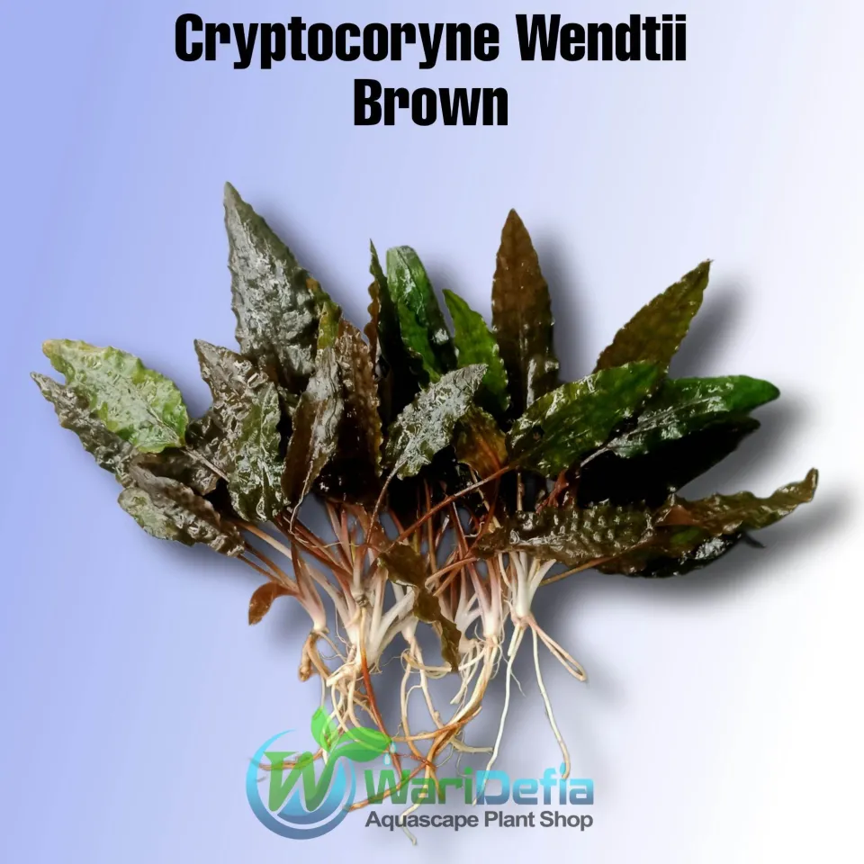 Cryptocoryne Wendtii Brown Tanaman Aquascape 10 batang | Lazada Indonesia