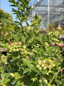 Easy To Grow Pink Blueberry Seeds for Planting High Yield Suitable for Novice Growers Green Fruit Seeds for Year-round Balcony Potted Plants and Small Courtyard Fruit Cultivation High-quality Seeds