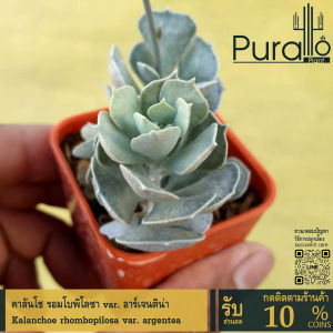 ต้นไม้อวบน้ำ กุหลาบหิน คาลันโช รอมโบพิโลซา Kalanchoe rhombopilosa var. argentea #เมล็ดพันธุ์พืช