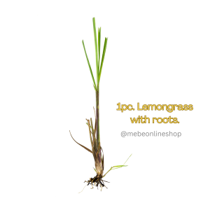 Lemongrass Plant / Tanglad [Pangtanim] (Luzon only)