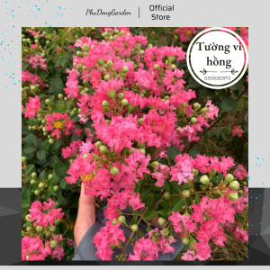 Hoa Tường Vi Hồng cao 60 - 80cm đã có hoa | Lỗi 1 đổi 1 ra sai hoa phát triển khỏe trang trí sân vườn ban công (chuẩn giống)!