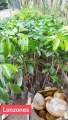 Fruit bearing tree Dwarf Varieties Grafted. 
