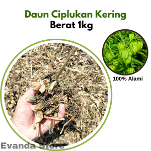 1kg Daun Ciplukan Daun Cecendet Kering kualitas premium
