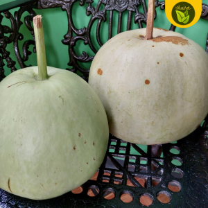 Seeds for Planting Upo Jumbo 5 Pieces Salakot Binhi Easy to Grow