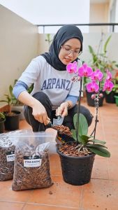 2.5KG Fermented Organic Pine Bark Nuggets Natural Breathable Drainage Potting Substrate Mulch for Orchid Succulent Bonsai Reptile Bedding