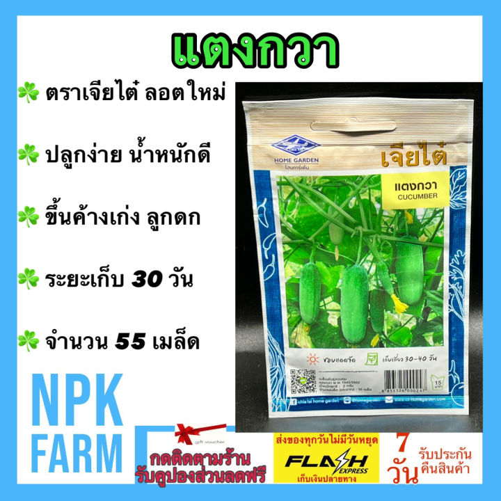 เมล็ดแตงกวา เจียไต๋ 55 เมล็ด งอกดี ลูกดก