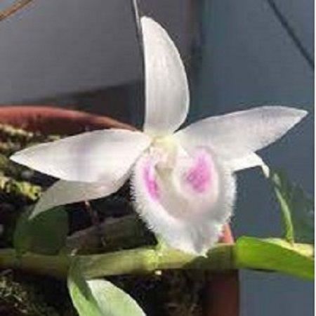 (S%E1%BB%90C%20GI%C3%81%20R%E1%BA%BA)%20Hoa%20lan%20phi%20%C4%91i%E1%BB%87p%20-%205ct%20c%E1%BB%A7%20chi%20CAM%20K%E1%BA%BET%20C%C3%82Y%20%C4%90%E1%BA%B8P%20CHU%E1%BA%A8N%20-%20Image%203