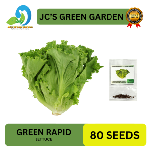 VALUE PACK (80 SEEDS) GREEN RAPID LETTUCE/FOR PLANTING - 1PACK