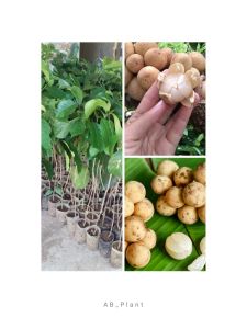 Bibit Buah Duku Palembang Manis Tanpa Biji Cepat Berbuah Super