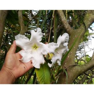 RARE!!! Beaumontia Grandiflora Rooted SCENTED live Plant