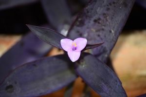 purple queen flowering plant
