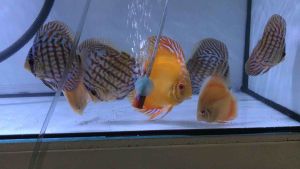 [FREE SHIPPING] Discus/ Angel Fish Beefheart Fish Pellet (Discus Fish Food - Makanan Ikan) Beef Heart 七彩神仙鱼牛心汉堡饲料