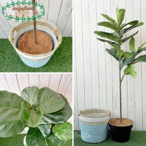 Tanaman Hias Pohon Artificial Ketapang X2 T120 Cover Anyaman Seagrass Handle Hiasan Caffe