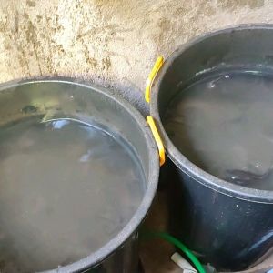 OBAT PENGHILANG JAMUR PADA IKAN LELE PATIN GURAME BAWAL MAS NILA KOI GABUS BANDENG UDANG ARWANA LOHAN IKAN HIAS