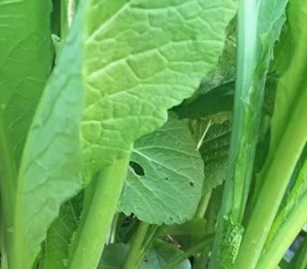 Spring Mustard Spring vegetable seeds not old Chaoshan large leaf spring mustard four ...