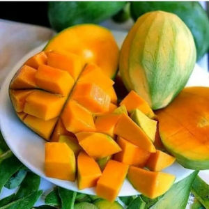 Bibit Tanaman Mangga Harumanis / Mangga Arumanis Unggulan