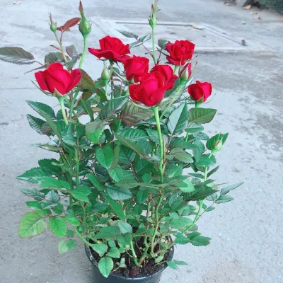Hoa Hồng Đỏ
