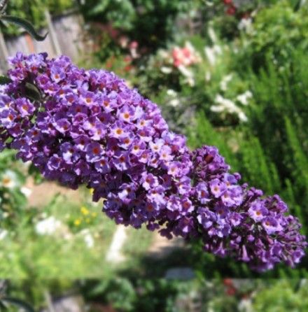 Anak Pokok Bunga Butterfly Bush PURPLE wangi dan harum